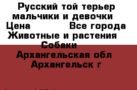 Русский той-терьер мальчики и девочки › Цена ­ 8 000 - Все города Животные и растения » Собаки   . Архангельская обл.,Архангельск г.